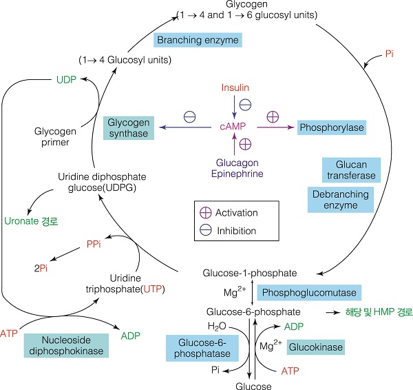 pictures of nucleic acid